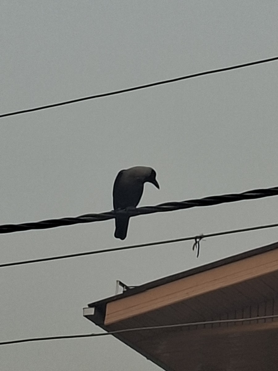 House Crow - ML647059723