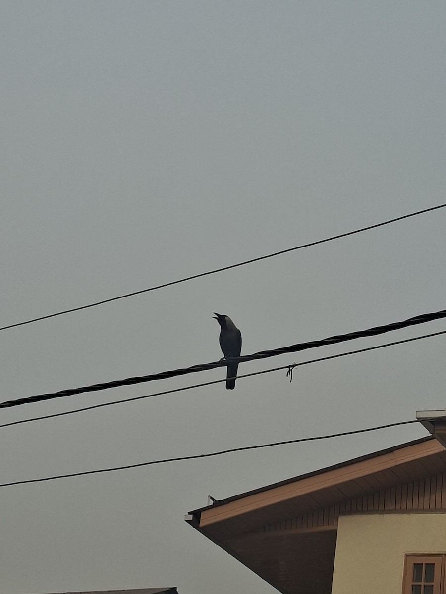 House Crow - ML647059724