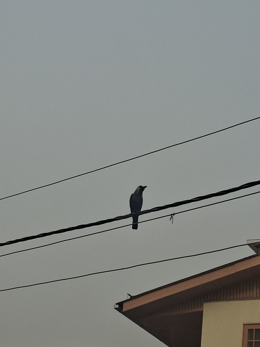 House Crow - ML647059725