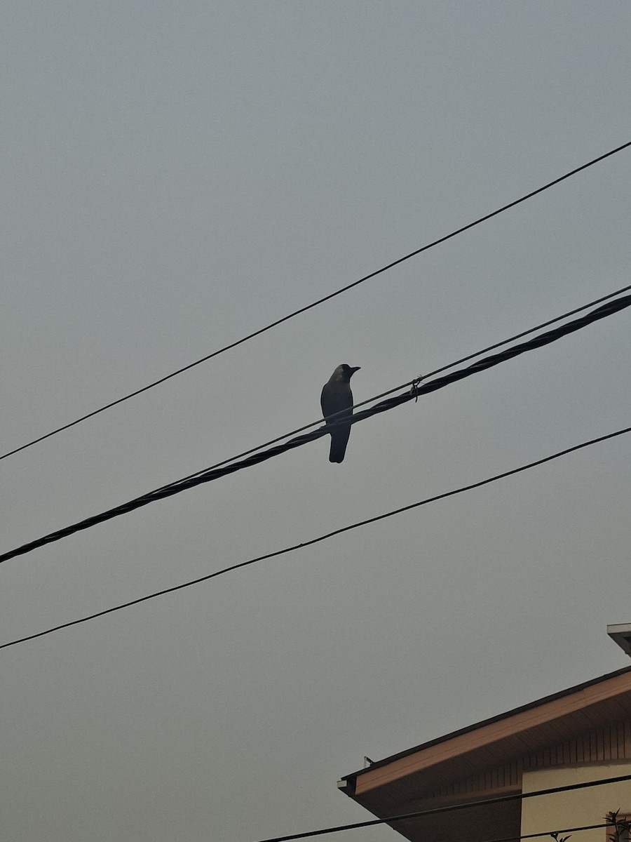 House Crow - ML647059726