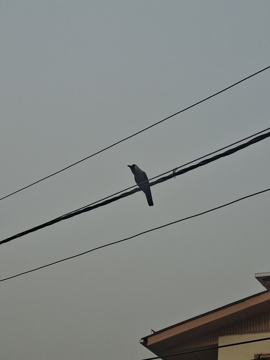 House Crow - ML647059727