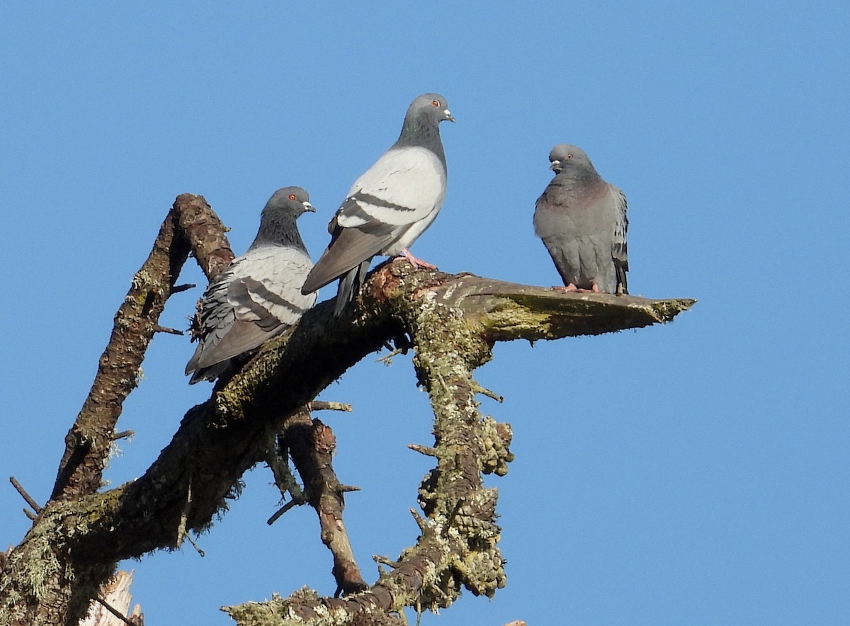 Rock Pigeon (Feral Pigeon) - ML647059728
