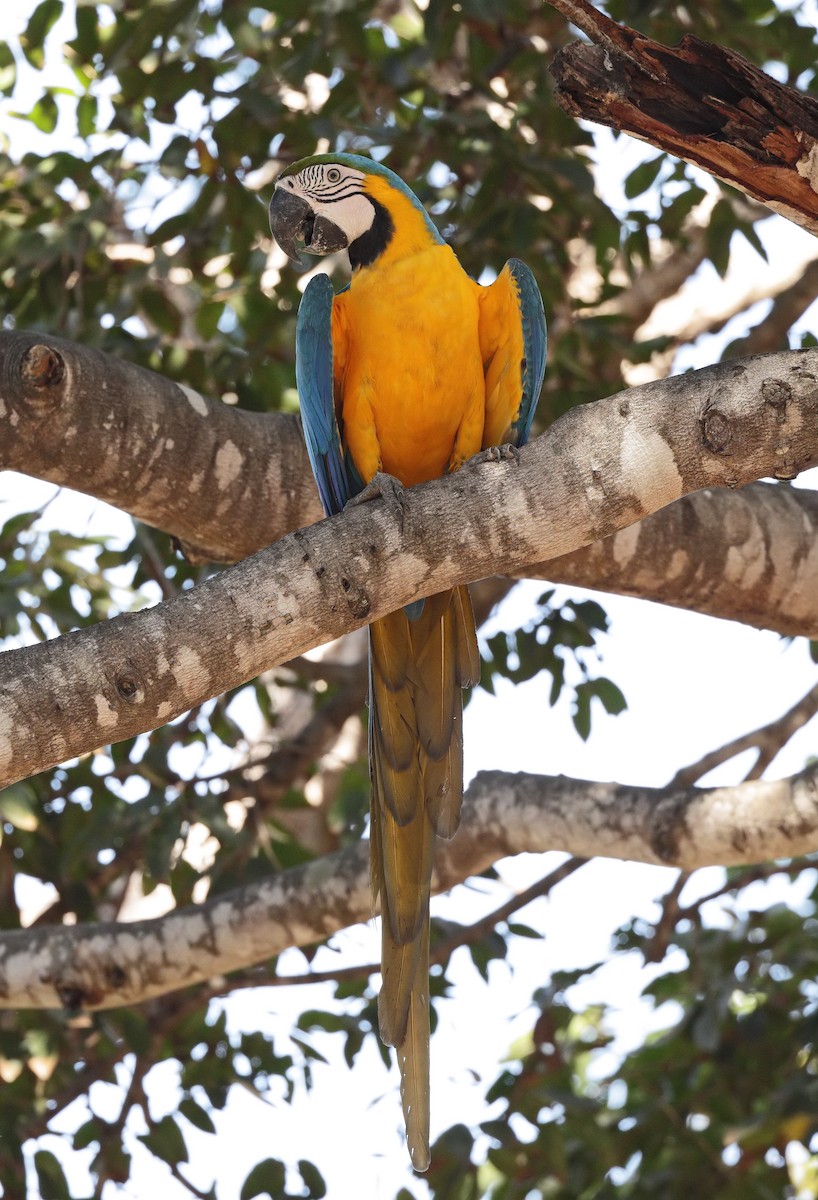 Blue-and-yellow Macaw - ML647059729