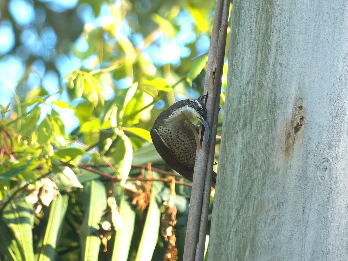 Paradise Riflebird - ML647059730