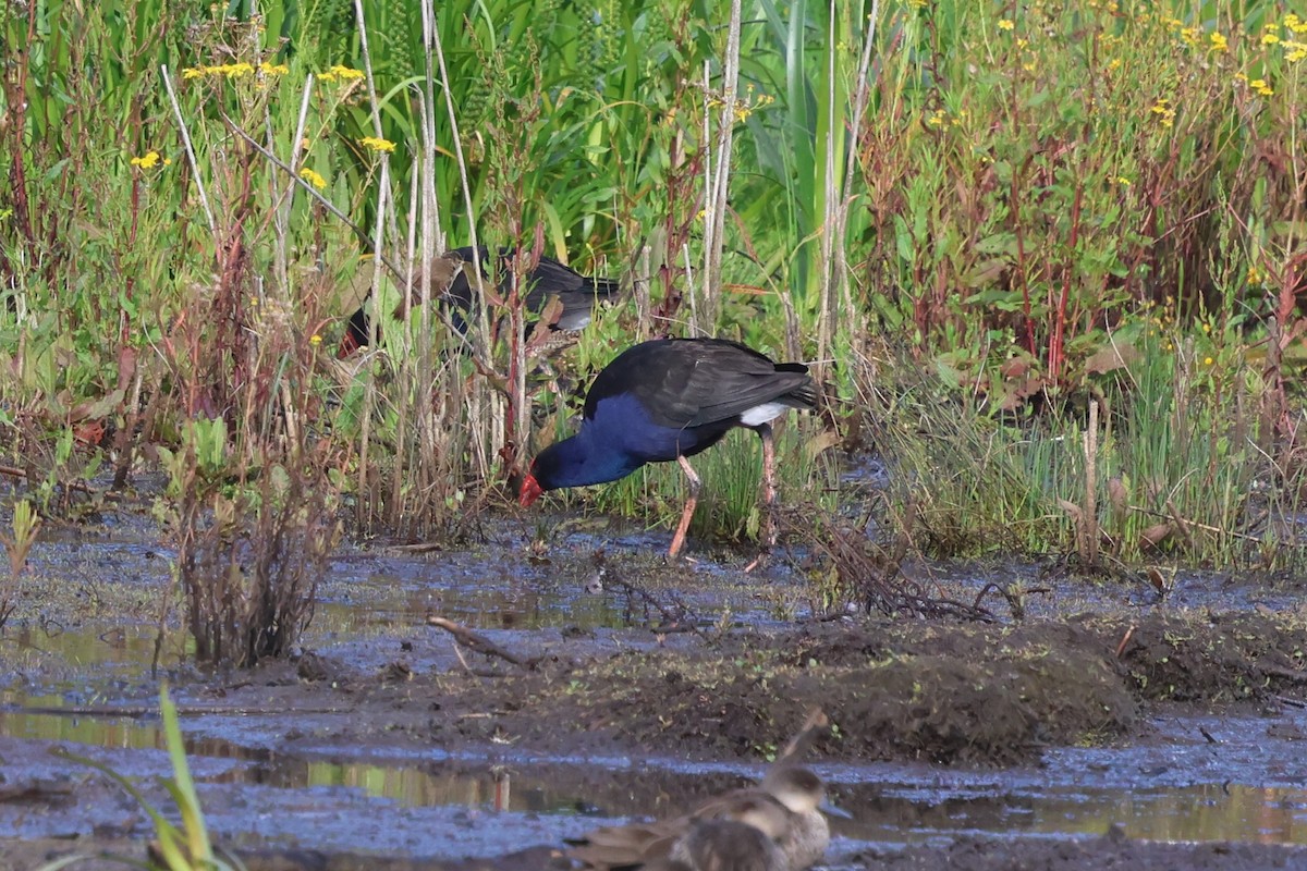 Australasian Swamphen - ML647059732