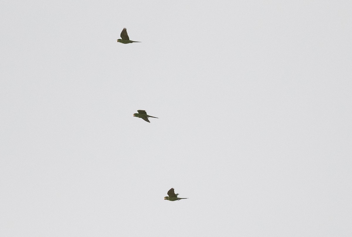 Green Parakeet - ML647059733