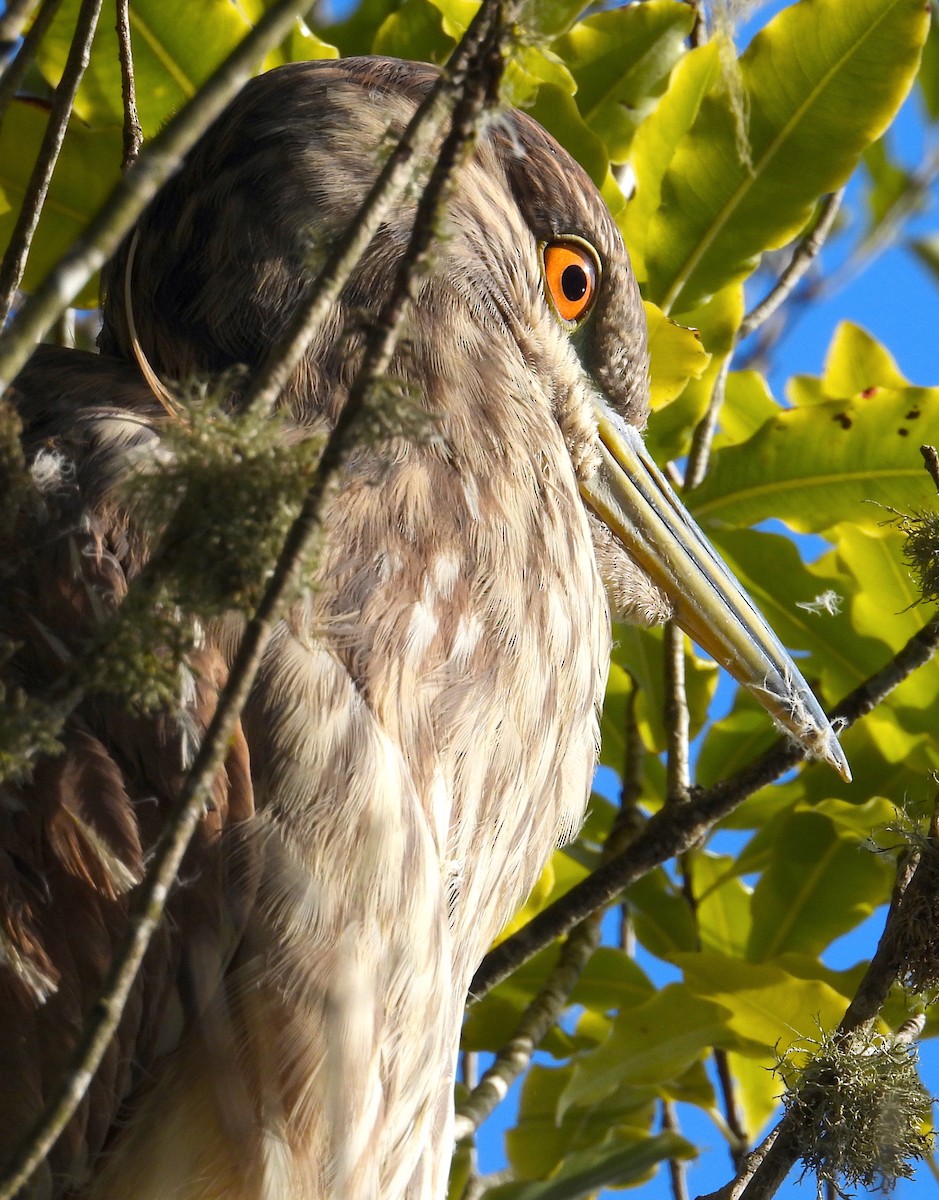 Black-crowned Night Heron - ML647059734