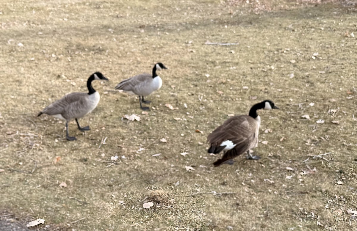 Canada Goose - ML647059735