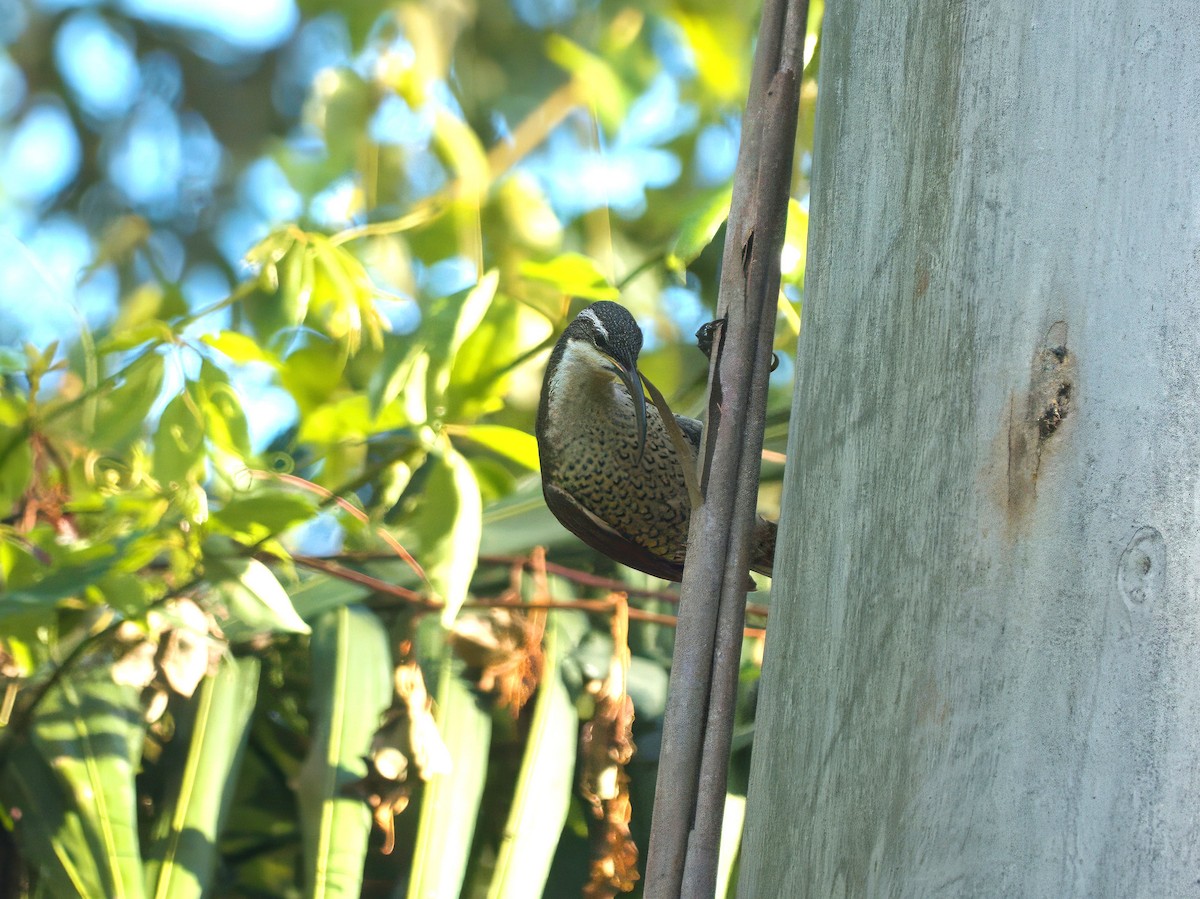 Paradise Riflebird - ML647059737