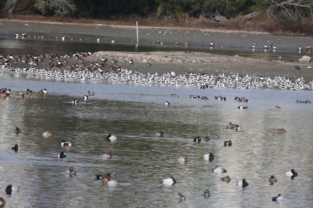 American Avocet - ML647059739