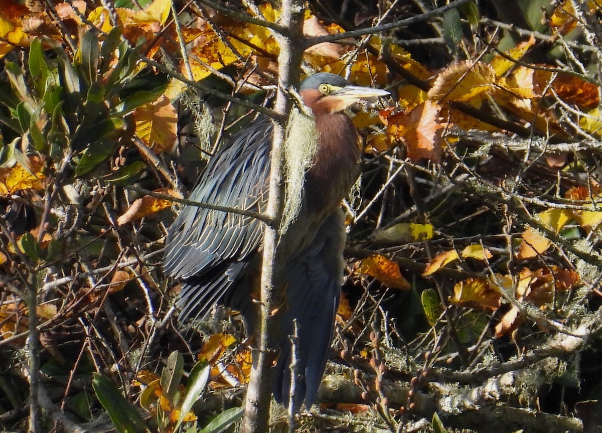 Green Heron - ML647059741