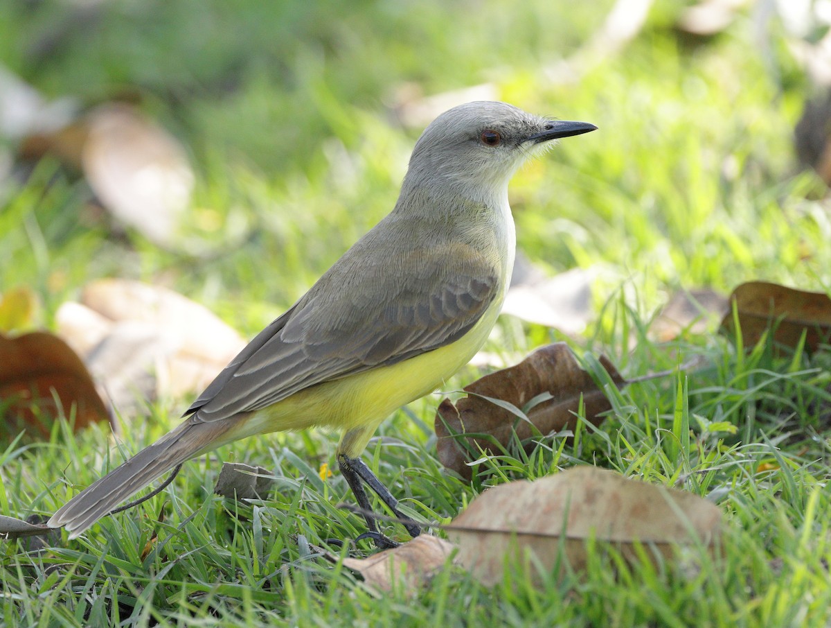 Cattle Tyrant - ML647059742