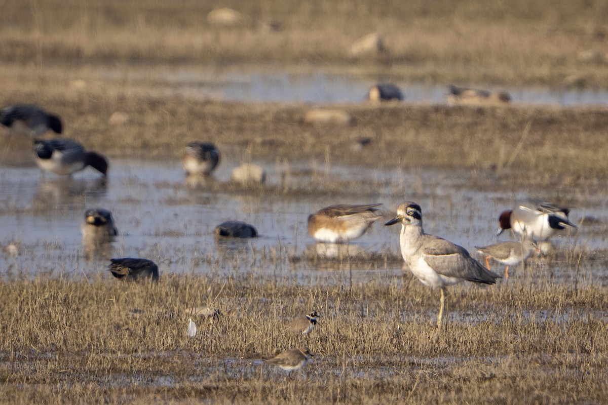 Great Thick-knee - ML647059743