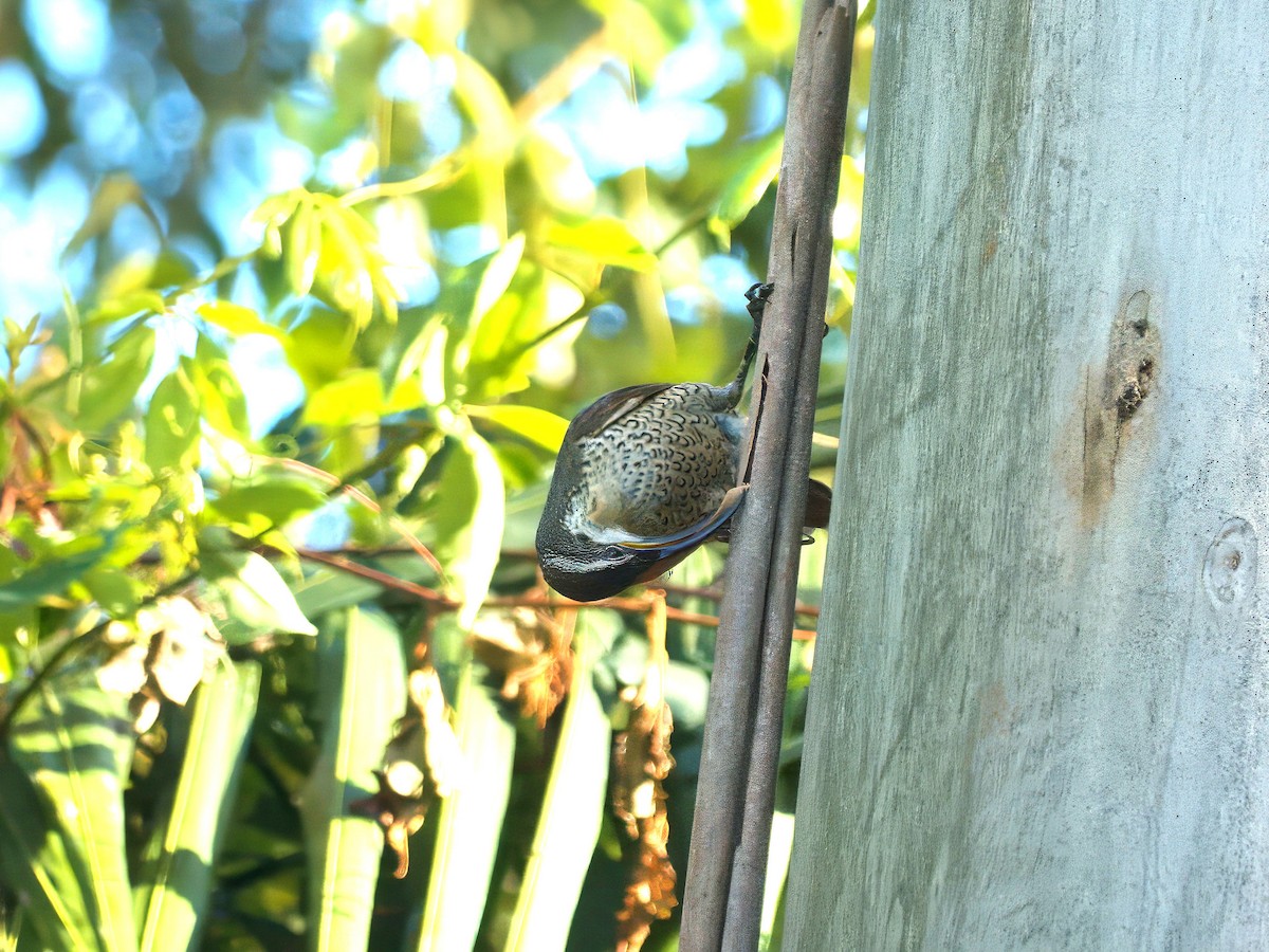 Paradise Riflebird - ML647059744