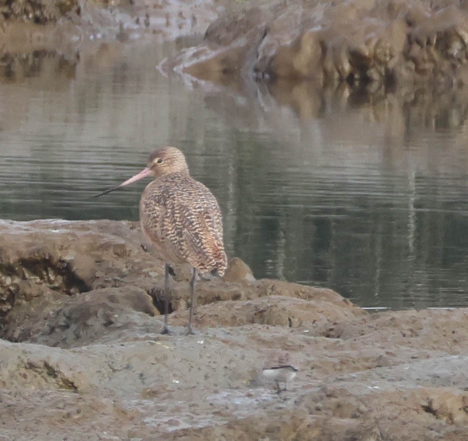 Marbled Godwit - ML647059745