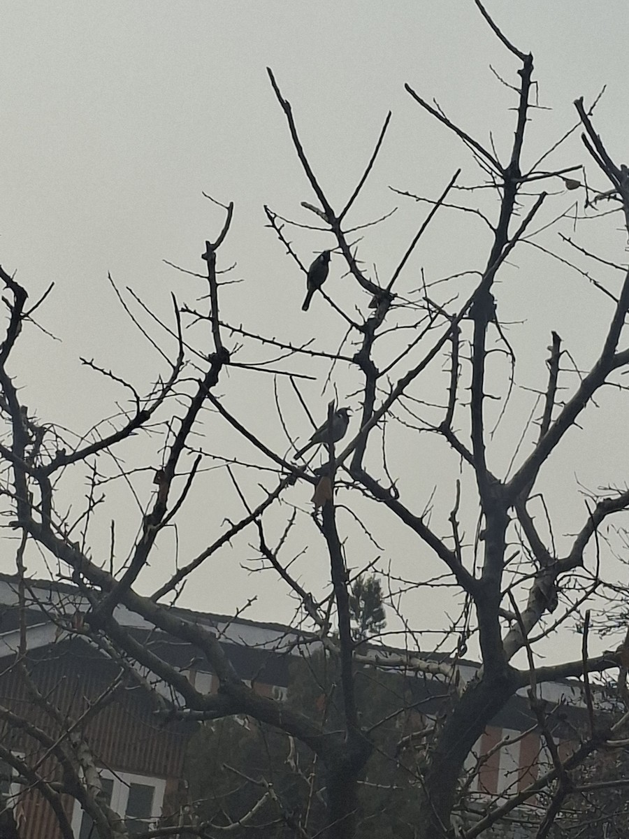 Himalayan Bulbul - ML647059750