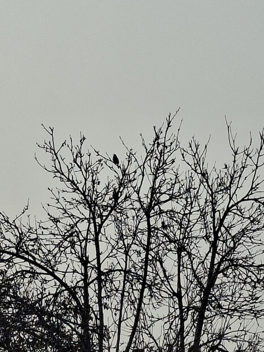 Himalayan Bulbul - ML647059751