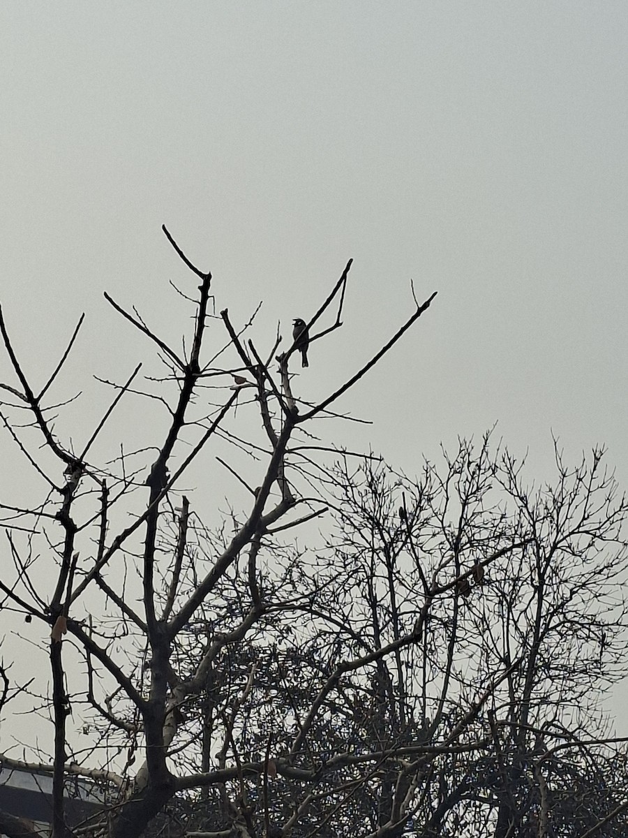 Himalayan Bulbul - ML647059752