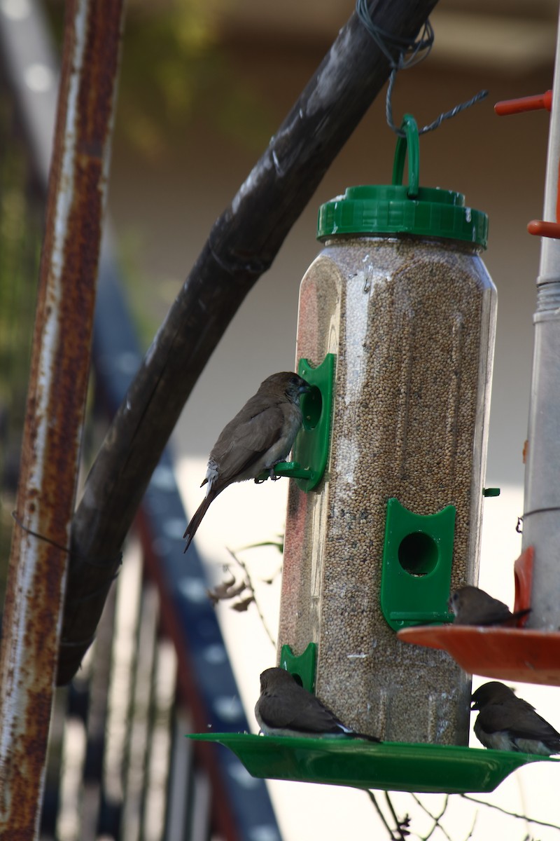 白喉文鳥 - ML647059753