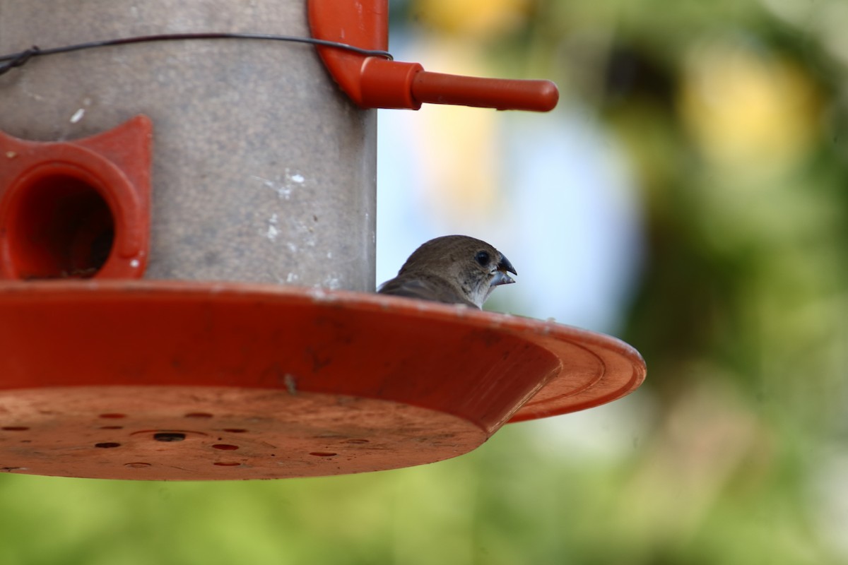 Малабарская амадина - ML647059754