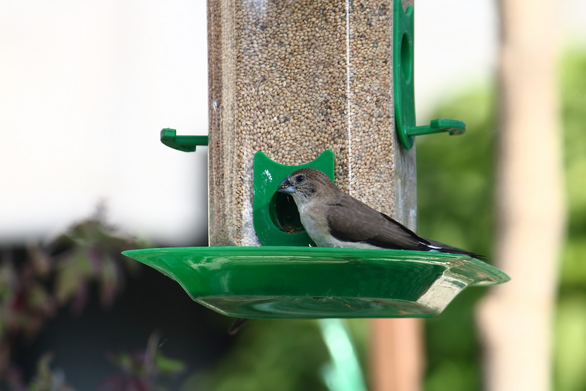 Малабарская амадина - ML647059755