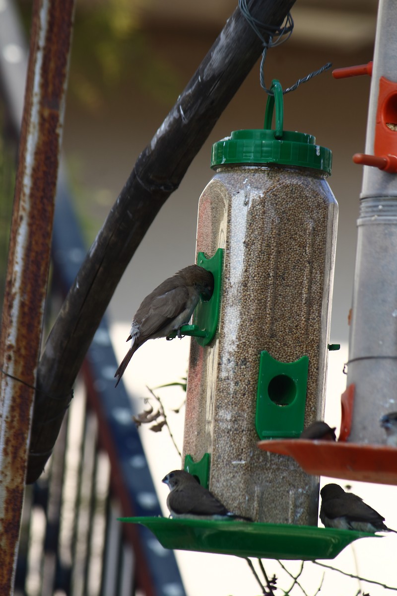 Малабарская амадина - ML647059756