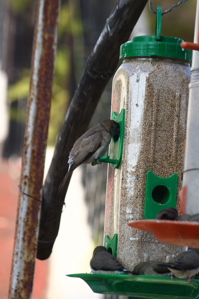 白喉文鳥 - ML647059757