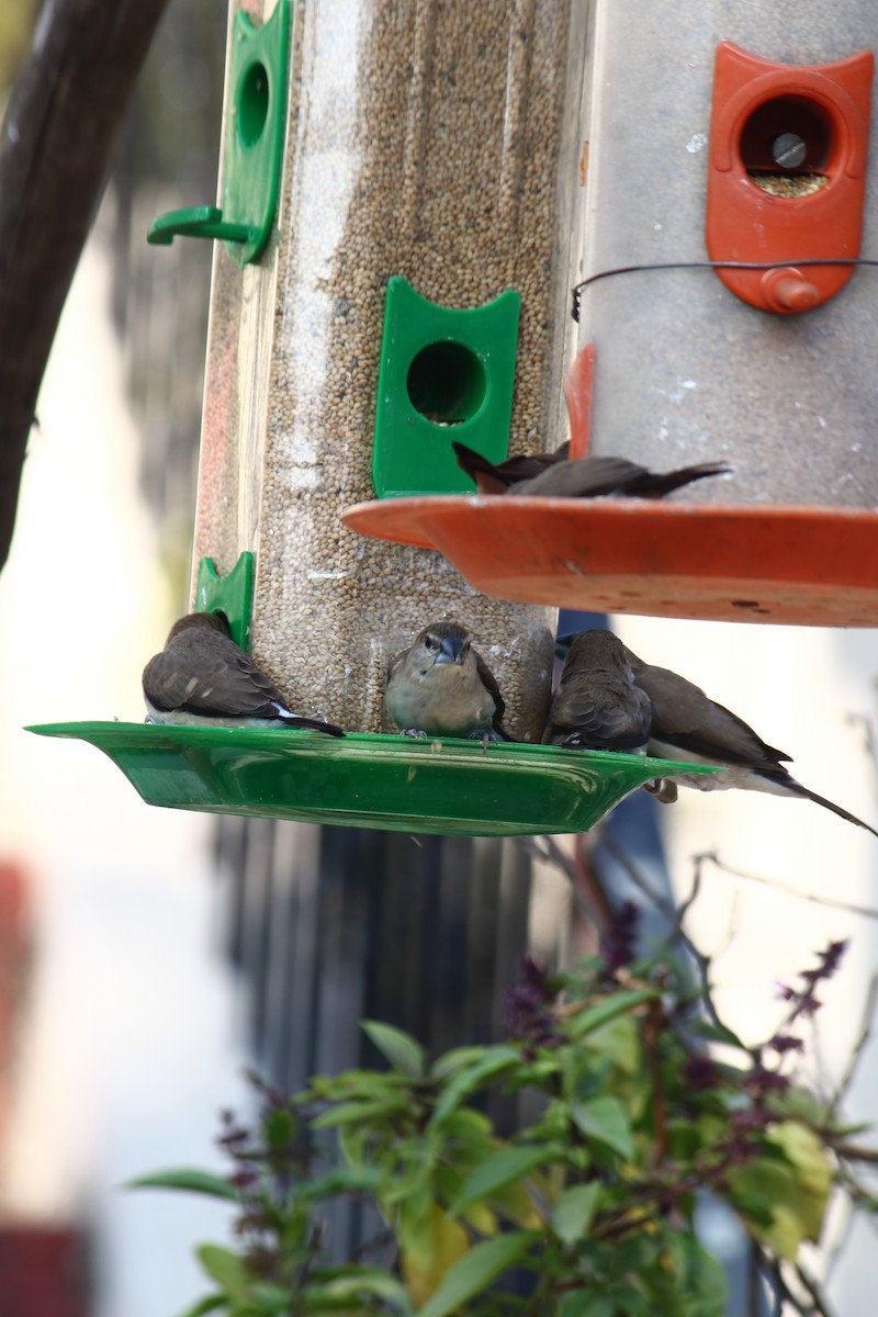 白喉文鳥 - ML647059758