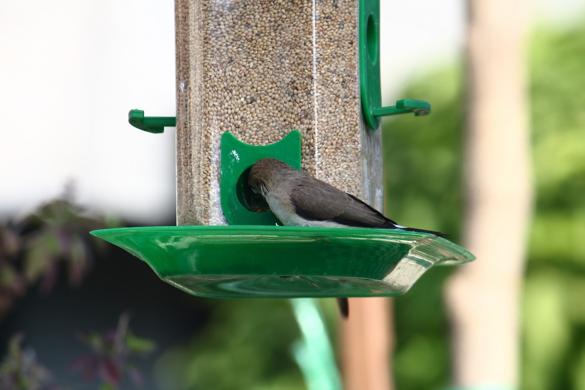 Малабарская амадина - ML647059759