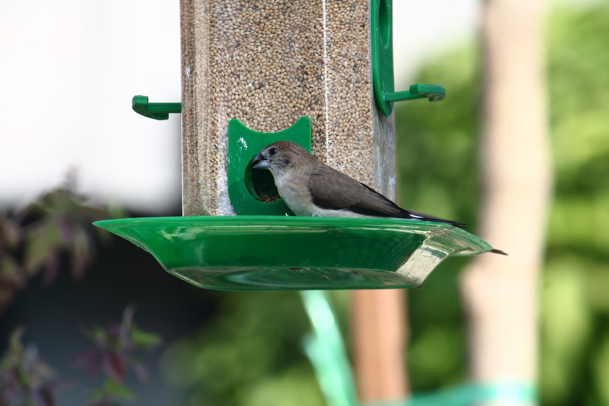 Малабарская амадина - ML647059760