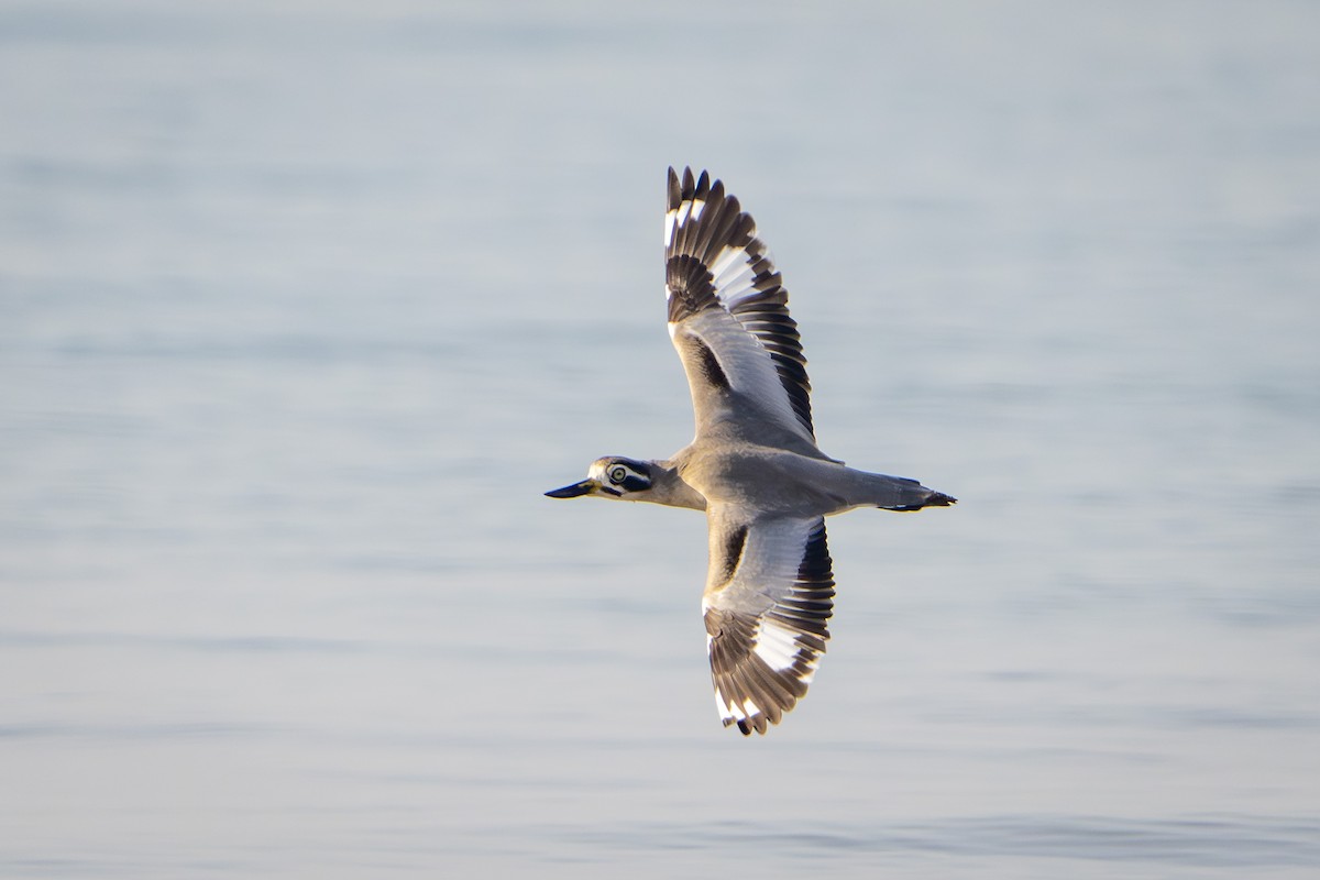 Great Thick-knee - ML647059761