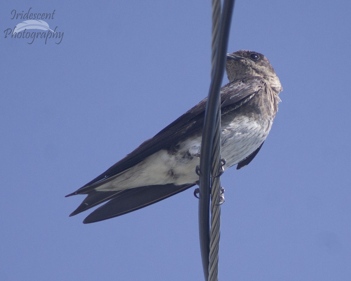 ムラサキツバメ - ML647059766