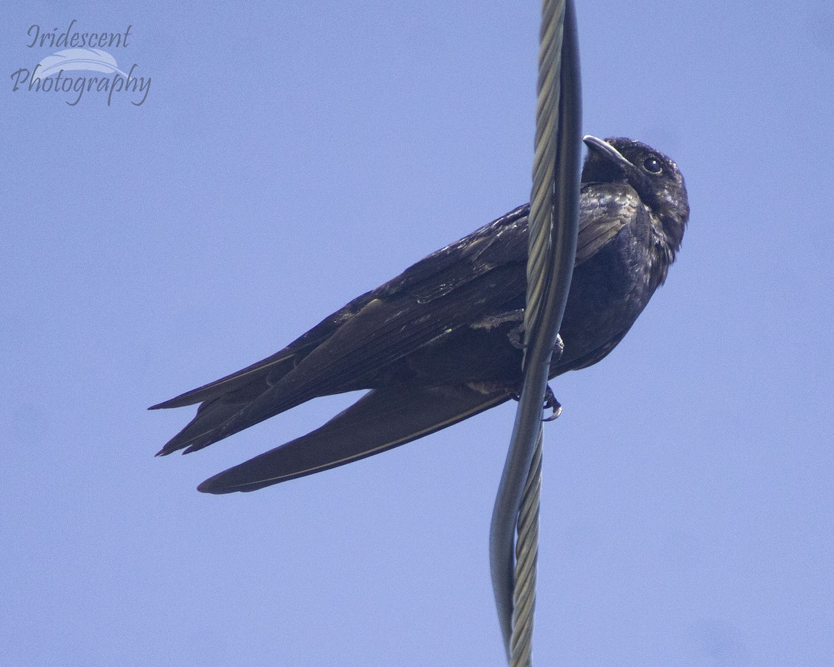 ムラサキツバメ - ML647059768