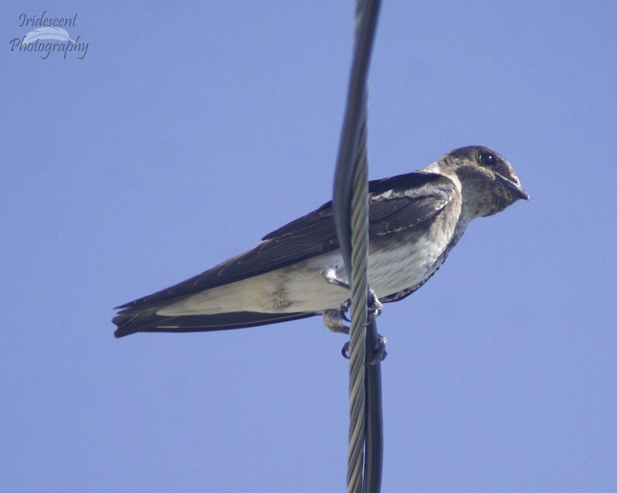 ムラサキツバメ - ML647059769