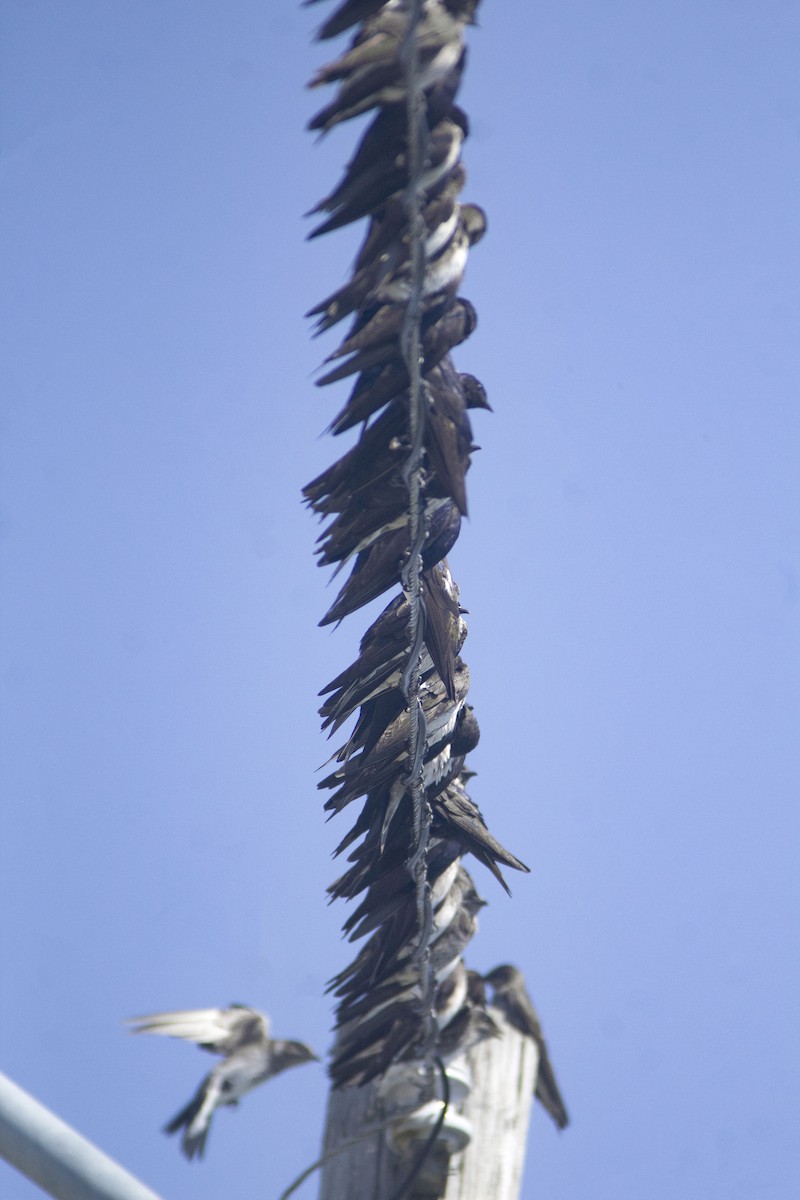 ムラサキツバメ - ML647059770