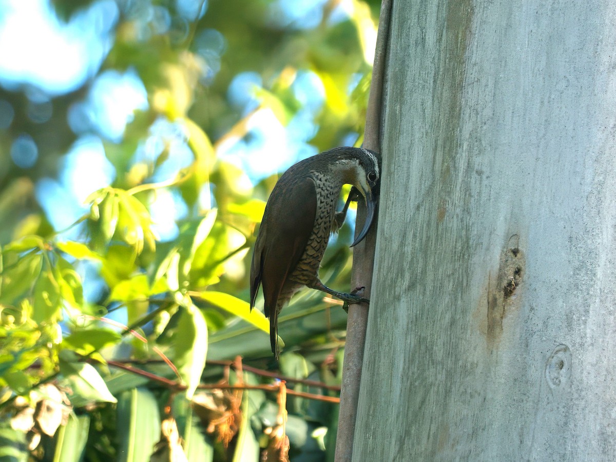 Paradise Riflebird - ML647059771