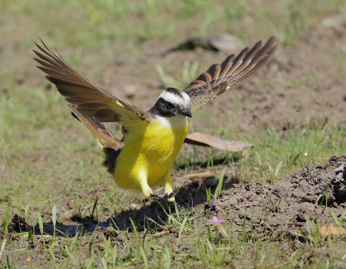 Great Kiskadee - ML647059774