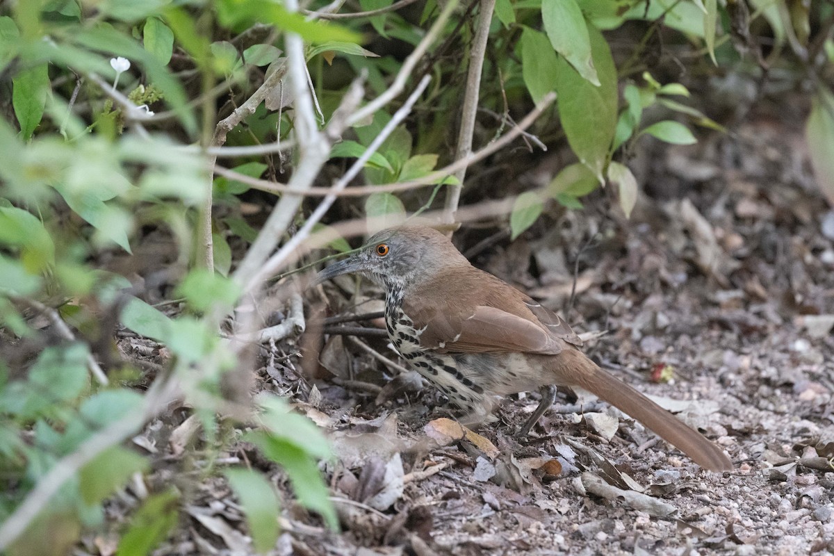 Long-billed Thrasher - ML647059775