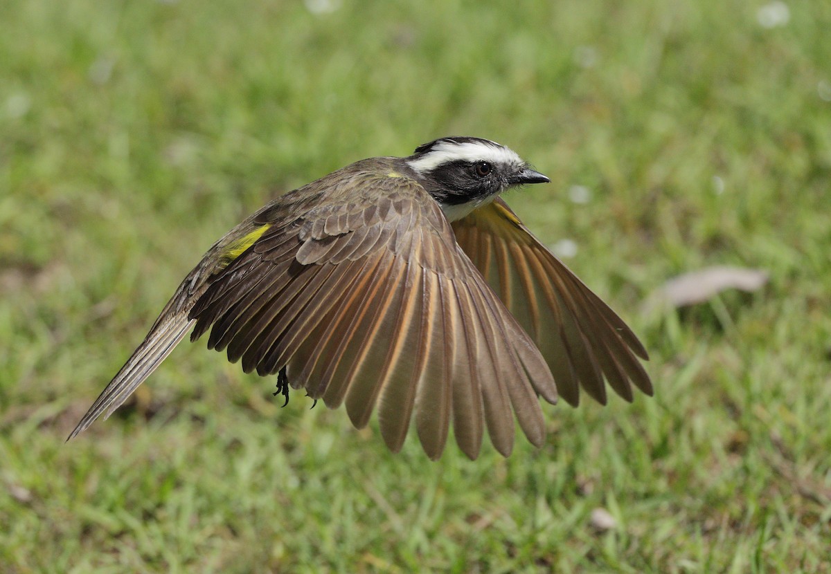 Great Kiskadee - ML647059776