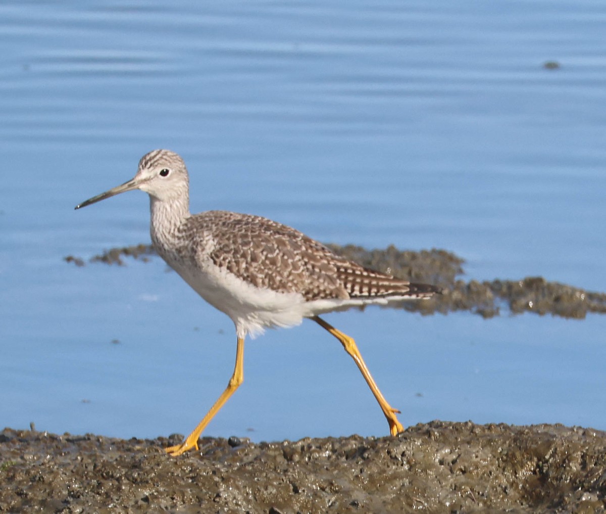 Greater Yellowlegs - ML647059780