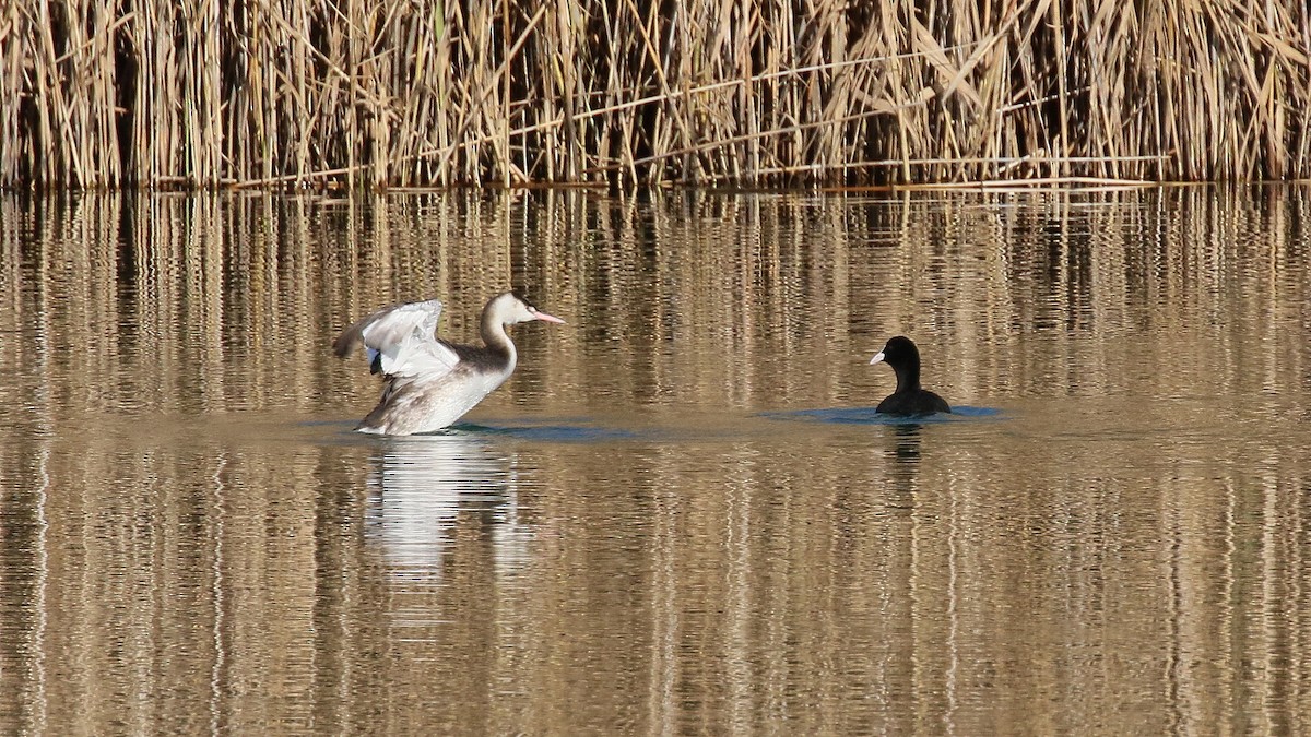 Great Crested Grebe - ML647059783