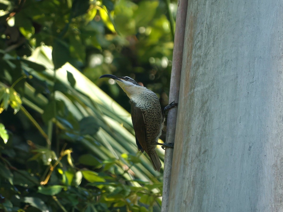 Paradise Riflebird - ML647059784