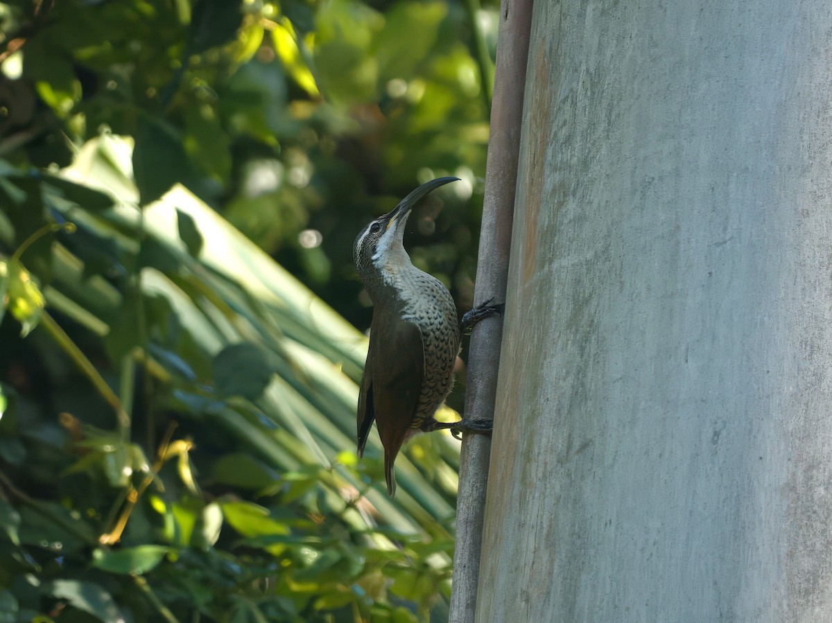 Paradise Riflebird - ML647059791