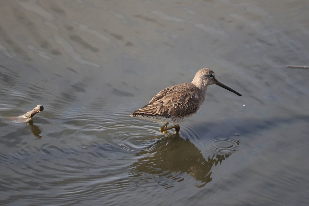 Willet - ML647059803