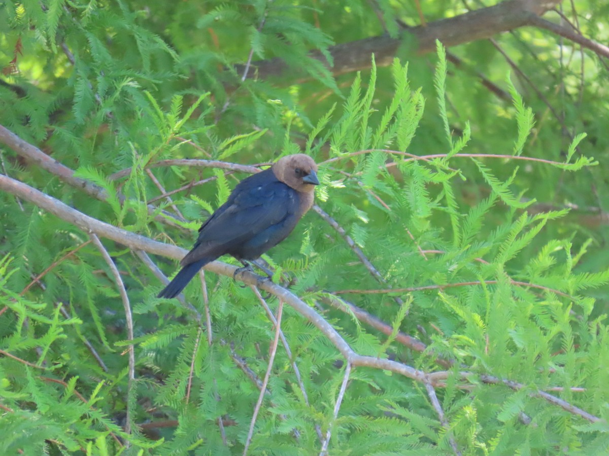 Braunkopf-Kuhstärling - ML647059808