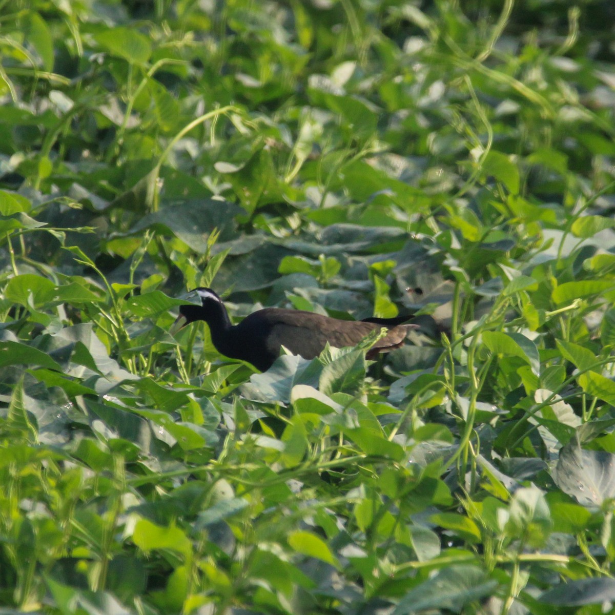 Bronze-winged Jacana - ML647059809
