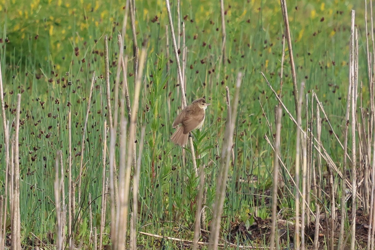 Australian Reed Warbler - ML647059810