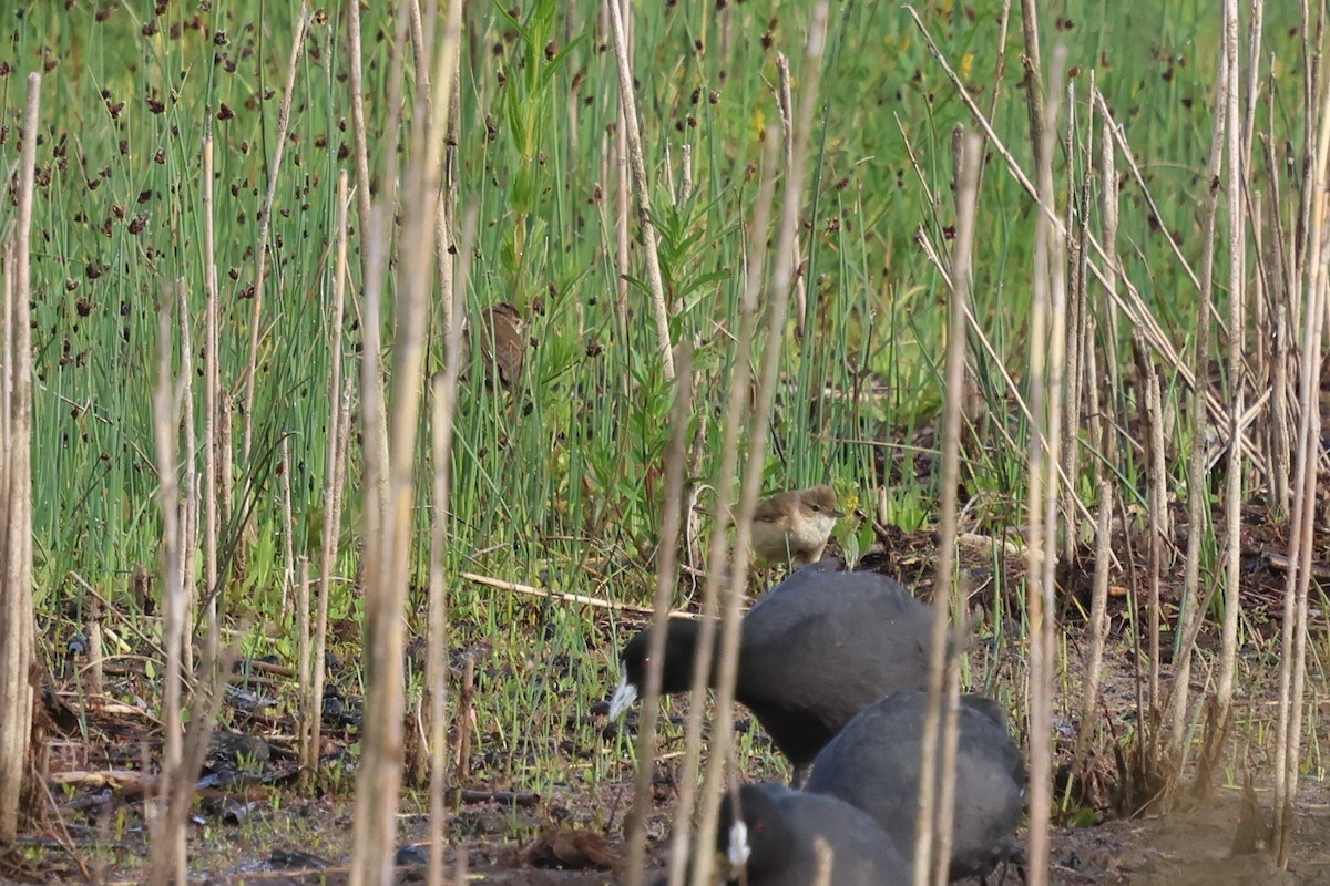 rákosník australský - ML647059811