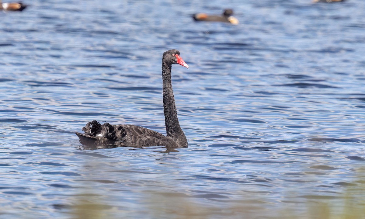 Чёрный лебедь - ML647059812