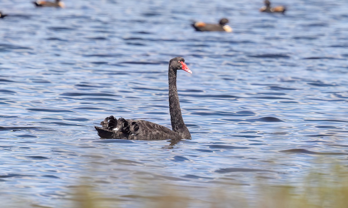 Чёрный лебедь - ML647059813